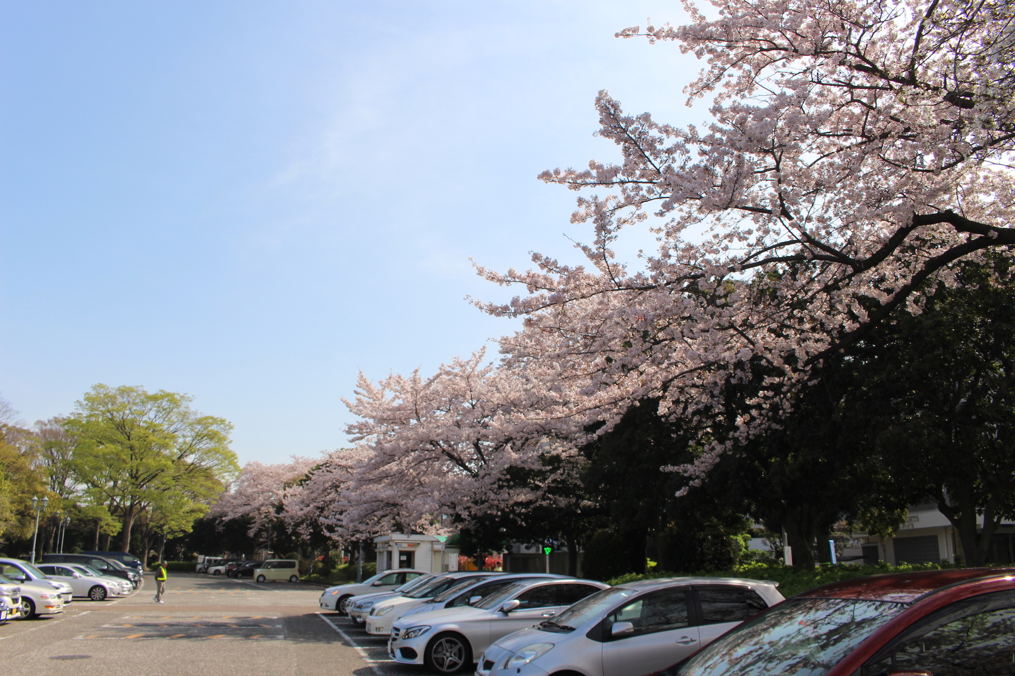 横浜で桜を親子で楽しむ根岸森林公園。あそびい横浜 提供