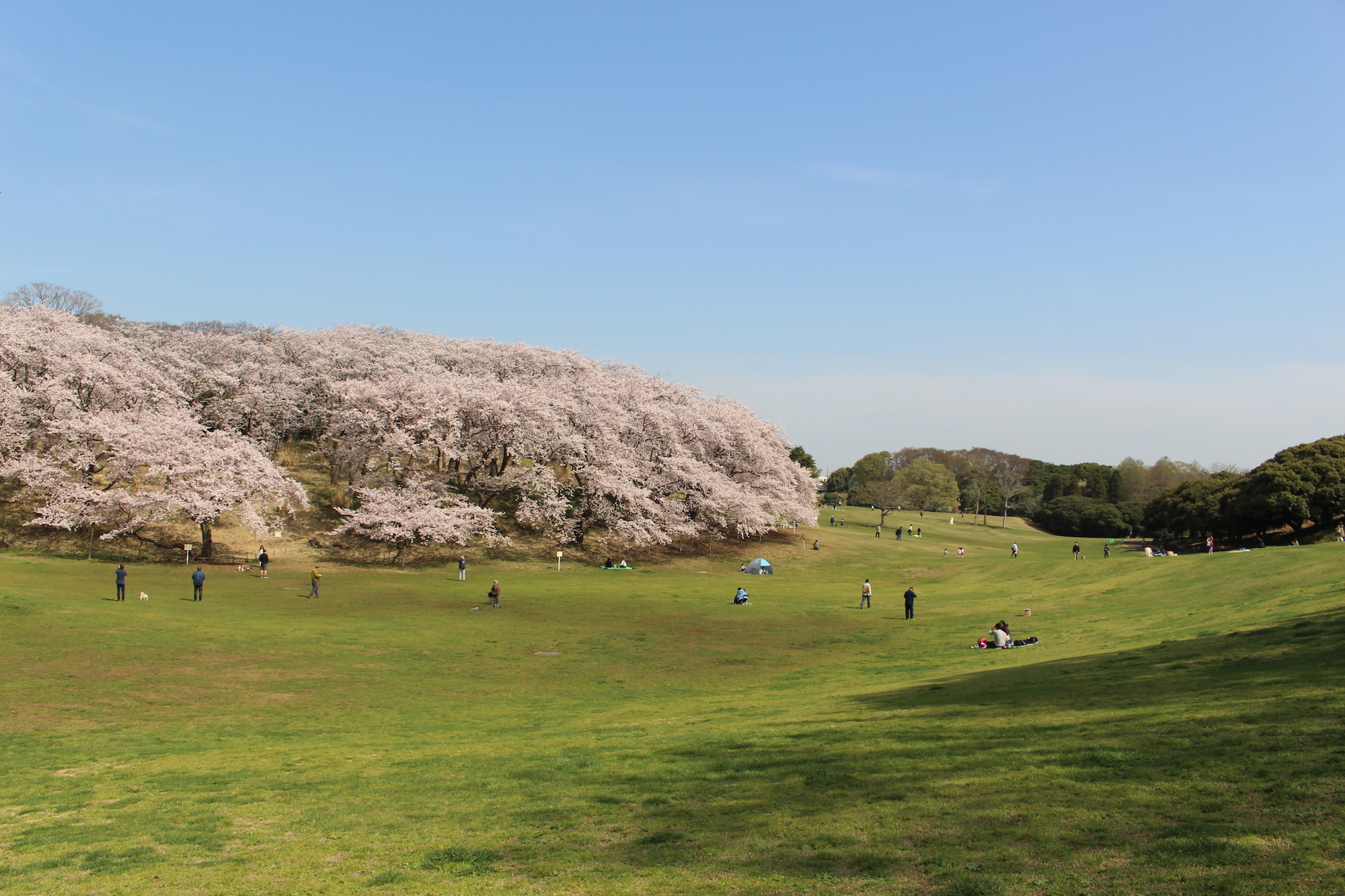 横浜で桜を親子で楽しむ根岸森林公園。あそびい横浜 提供