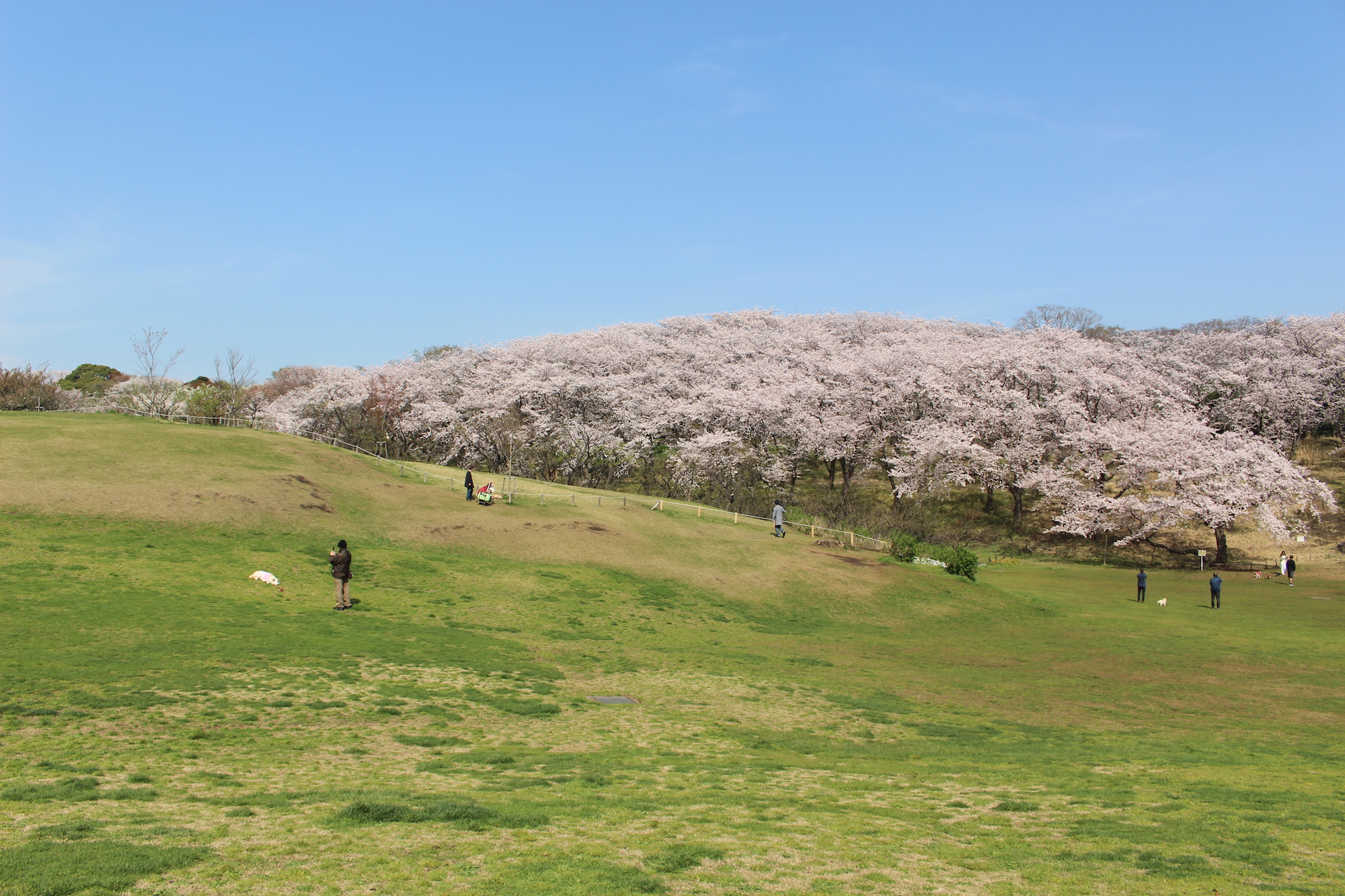横浜で桜を親子で楽しむ根岸森林公園。あそびい横浜 提供