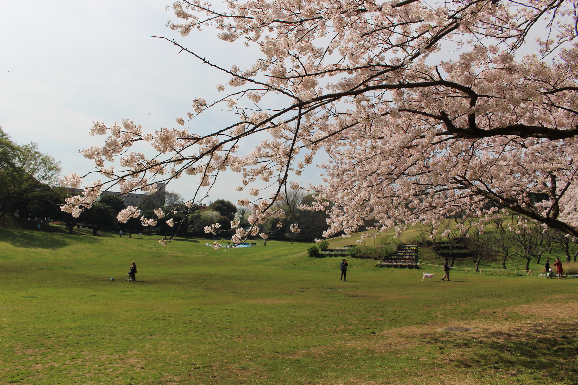 横浜で桜を親子で楽しむ根岸森林公園。あそびい横浜 提供