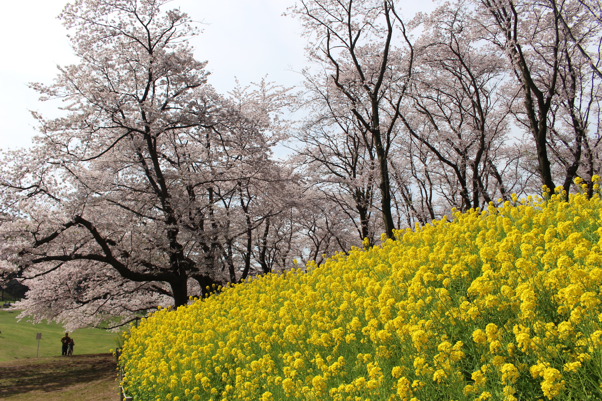 横浜で桜を親子で楽しむ根岸森林公園。あそびい横浜 提供