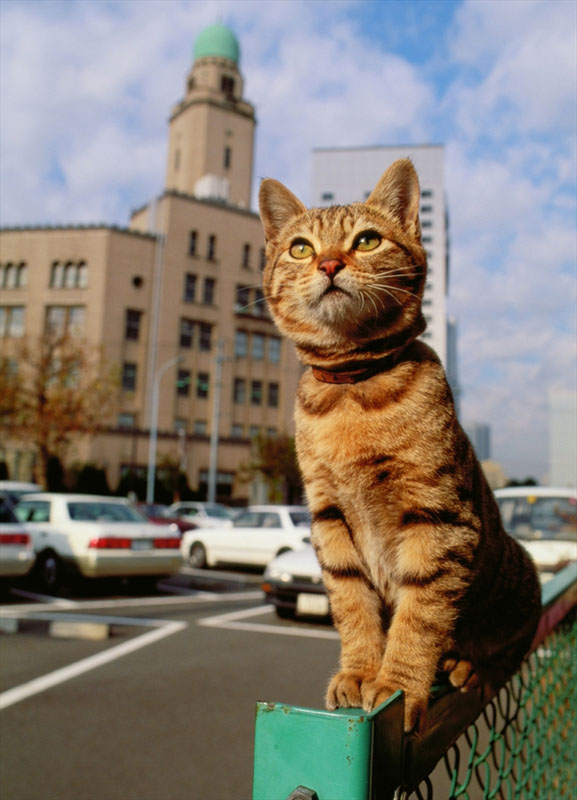 岩合光昭写真展「ねこ」