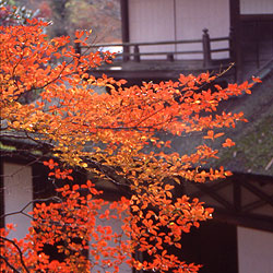 紅葉の古建築公開~亭と茶室(重要文化財 聴秋閣、林洞庵)