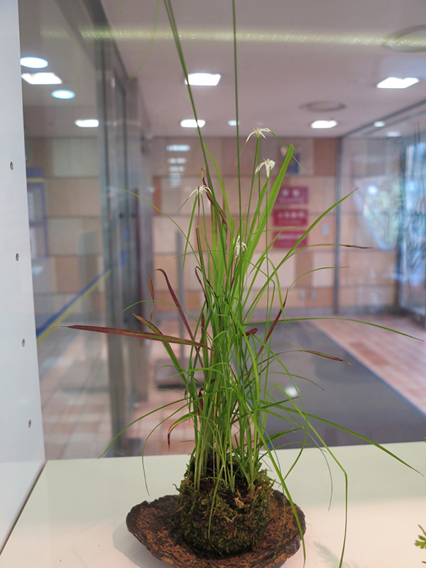 季節の苔玉を作ろう