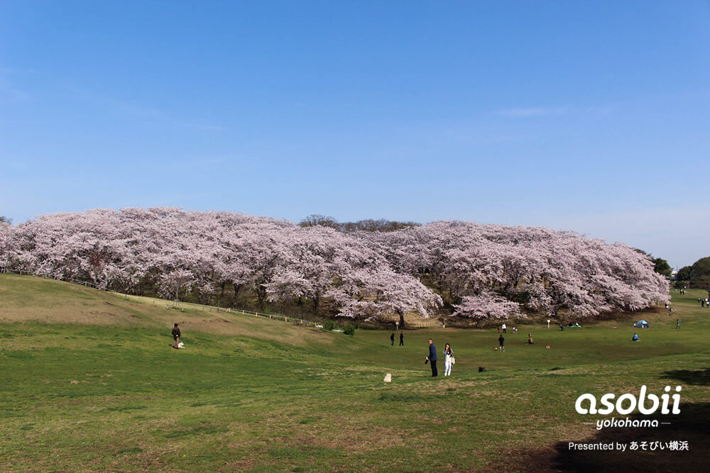 横浜で桜を親子で楽しむならこの公園。広い芝生に遊具、馬に親しめる博物館も「根岸森林公園」