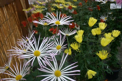 菊花展