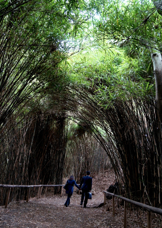 三溪園 新緑の古建築公開―シンボルの中を知る 重要文化財 旧燈明寺三重塔