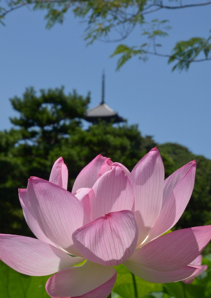 三溪園 早朝観蓮会