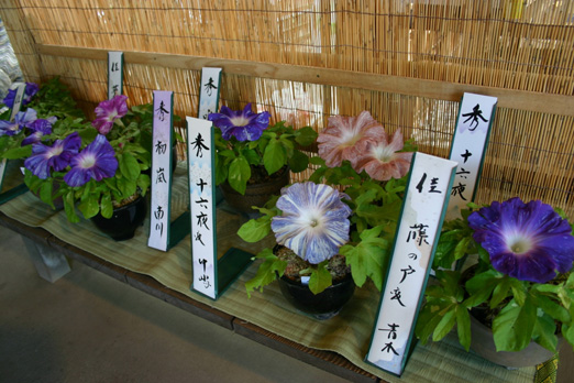 三溪園 朝顔展