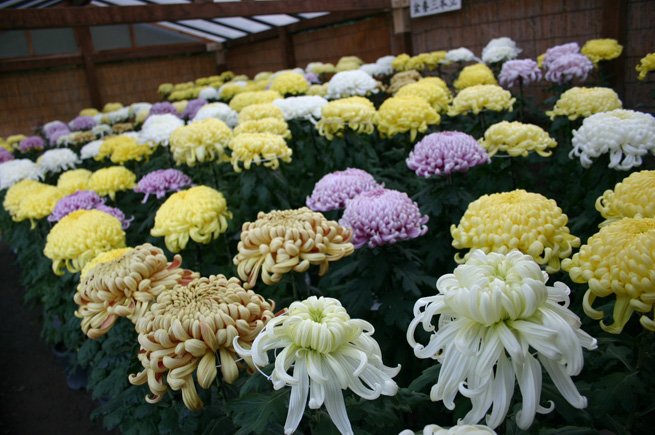 三溪園 菊花展