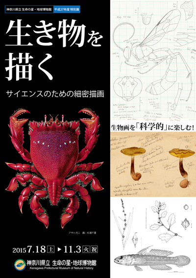 特別展「生き物を描く」~サイエンスのための細密描画~