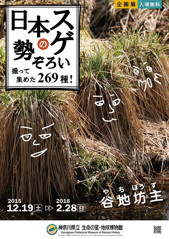 企画展「日本のスゲ勢ぞろい-撮って集めた269種!-」