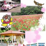 요코스카 쿠리하마 꽃의 나라