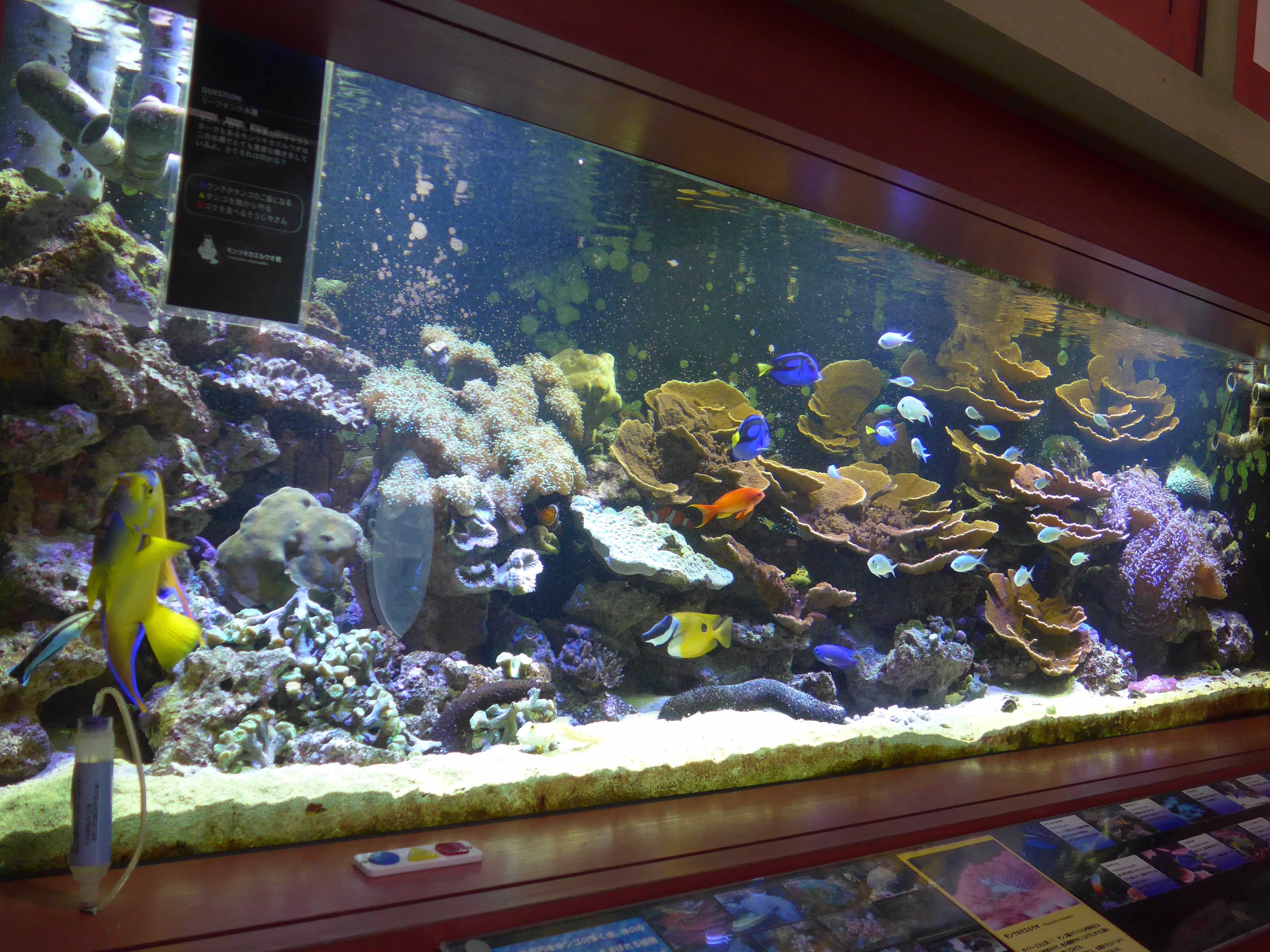 gwにちなみ ゴールドカラーの淡水魚を集めた水槽を展示 マグカル gwにちなみ ゴールドカラーの淡水魚を集めた水槽を展示 マグカル