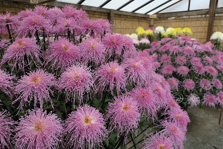 菊花展