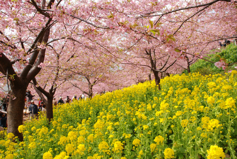 足柄上郡松田町 まつだ桜まつり マグカル