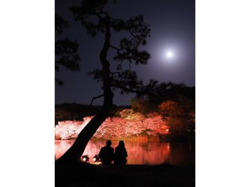 （요코하마시 나카구・산케이엔）［벚꽃을 바라보는 밤］
