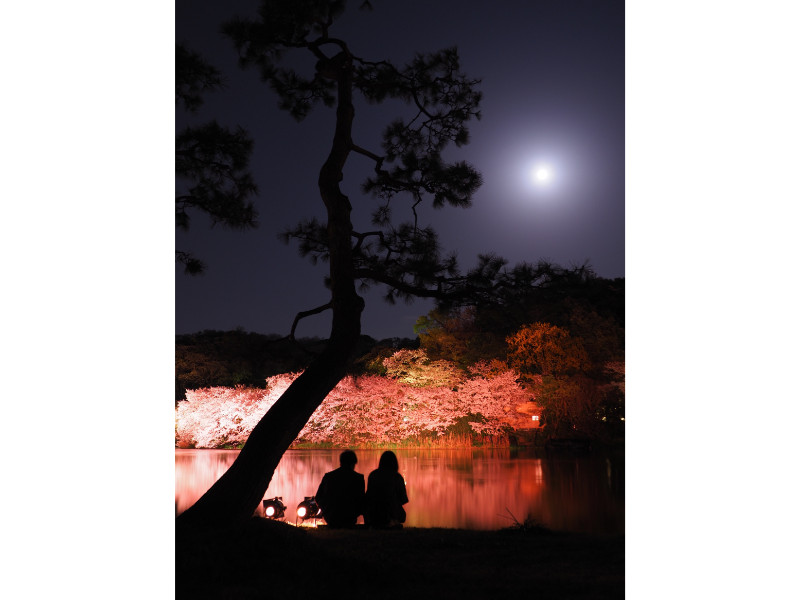 （横浜市中区・三溪園）［観桜（かんおう）の夕べ］