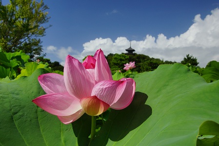 早朝観蓮会(開催期間中の土日祝日)