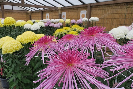 菊花展