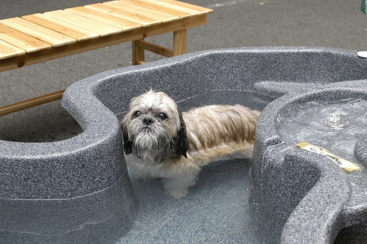 ワンちゃん連れでくつろぐ 自家源泉100 の日帰り温泉 箱根の湯 マグカル