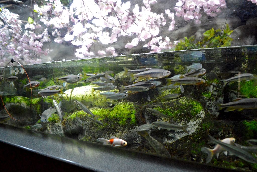満開の桜と魚たちの競演を楽しんで♪