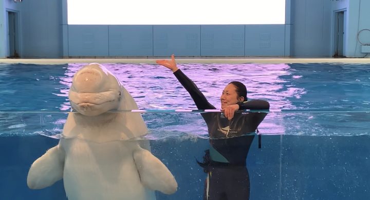 シーパラ 公式ツイッターで水族館の様子を楽しもう Twitterで楽しむ水族館 マグカル