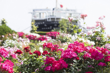 港を彩る美しいバラをYouTubeにて自宅にいながら満喫！