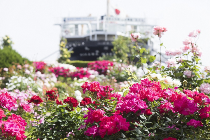 Enjoy the beautiful roses that color the port on YouTube while staying at home!
