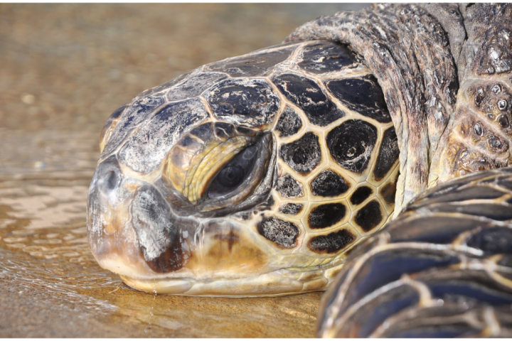Enosui Treater enjoys commentary on sea turtle ecology, feeding, and training!