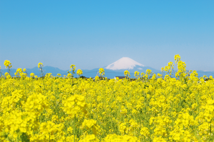 您可以欣赏到约 100,000 株油菜花和富士山和相模湾的壮丽景色！
