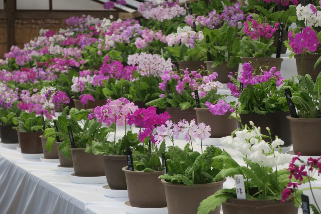 小さな鉢の中に咲く紅色や純白色の可憐な花を約150点を展示