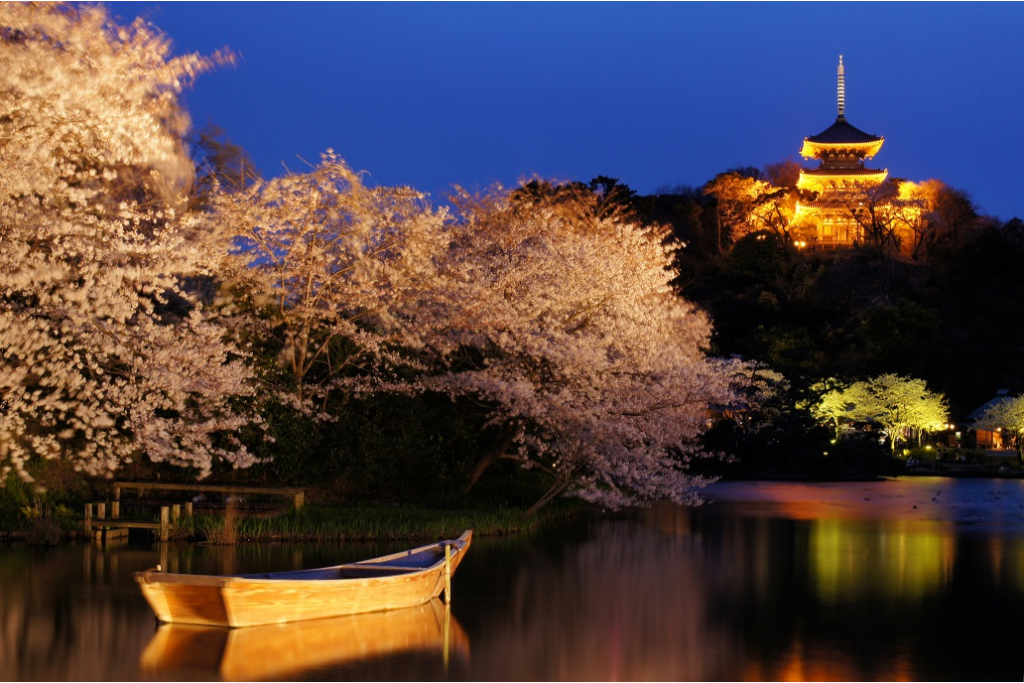三溪園で観る、ライトアップで浮かび上がる夜桜