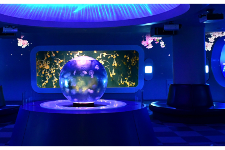 Enjoy the collaboration of beautiful jellyfish and cherry blossoms in a fantastic healing space