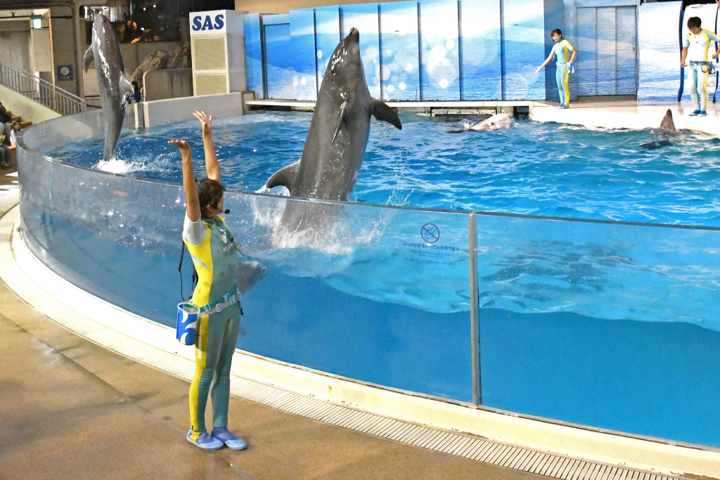 “えのすい”のイルカやクジラたちの特別なパフォーマンスを楽しもう♪