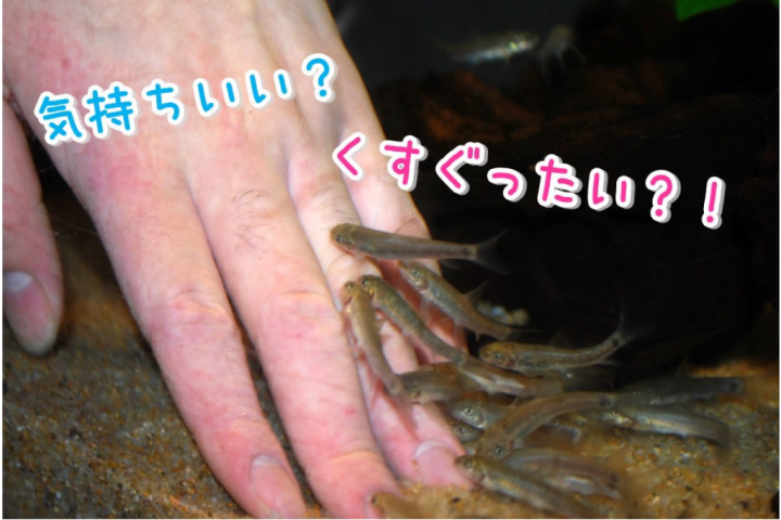 讓我們來實際觸摸一下吃老人類角蛋白的魚“Gala Rufa”吧！