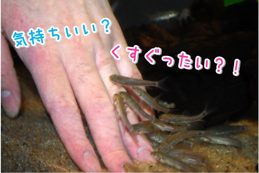 人間の古い角質を食べるお魚 ガラ ルファ を実際にさわってみよう マグカル