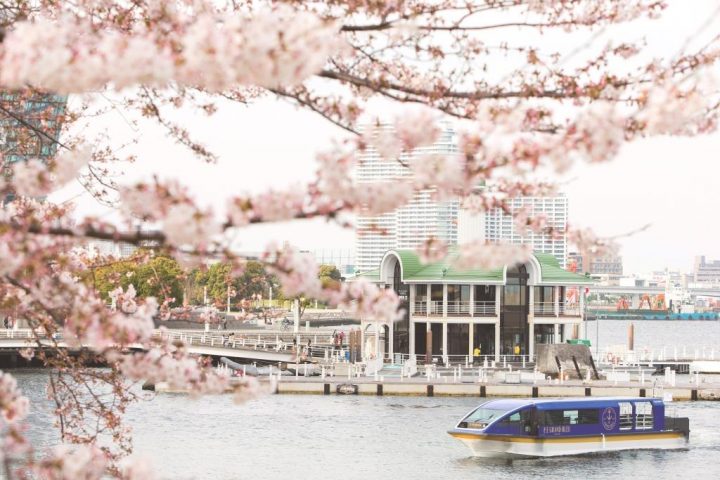 大岡川桜クルーズ　約600本の桜のトンネルをくぐる抜ける船上でお花見