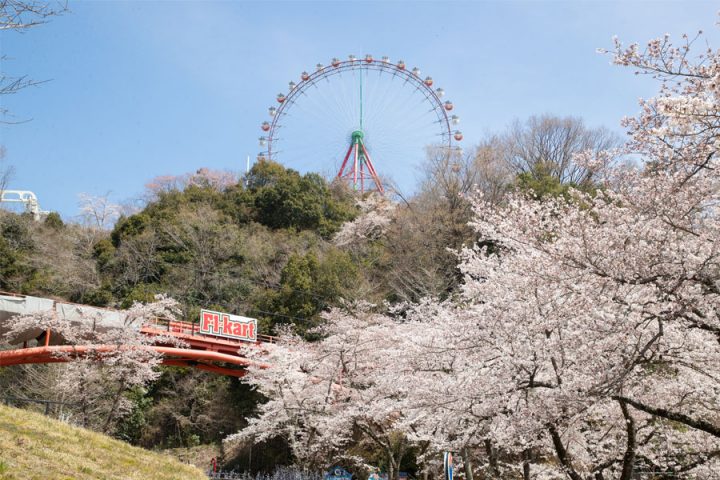 Sagamiko Resort Pleasure Forest is truly a masterpiece! 1 million cherry blossom snowstorm "Sagamiko Sakura Festival" held