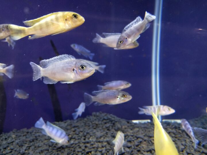 金ピカに輝く カワスイ川崎水族館初の特別企画展 マグカル