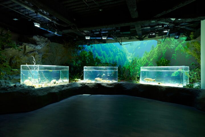 Kawasui Kawasaki Aquarium's first special exhibition that shines in gold.