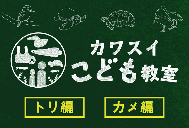 カワスイでトリについて一緒に学ぼう!