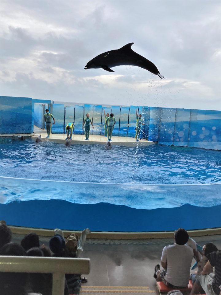 水族館で生き物に触れ 神奈川を知ろう マグカル