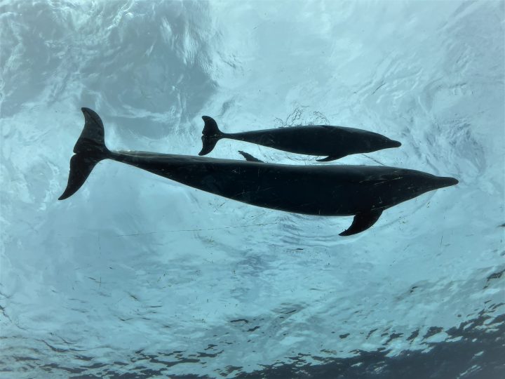 水族館で生き物に触れ 神奈川を知ろう マグカル