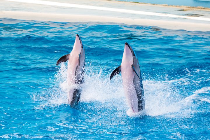 水族館で生き物に触れ 神奈川を知ろう マグカル