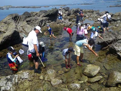 天然の水族館「潮だまり」でくらす生き物の観察をします。