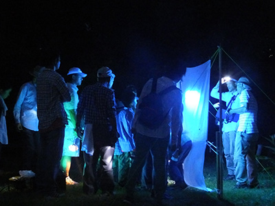 海岸の夜間昆虫調査をテーマとした観察会で、明かりに集まる昆虫や夜の砂浜を徘徊する昆虫等を観察します。