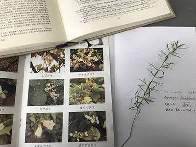 身近な植物の押し葉素材やシールを使って、自分だけの図鑑をつくりましょう。