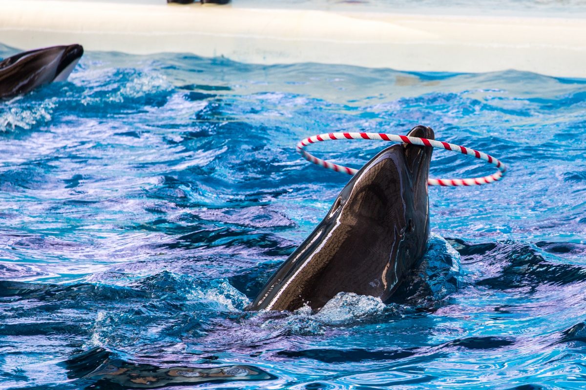 水族館で生き物に触れ、神奈川を知ろう！