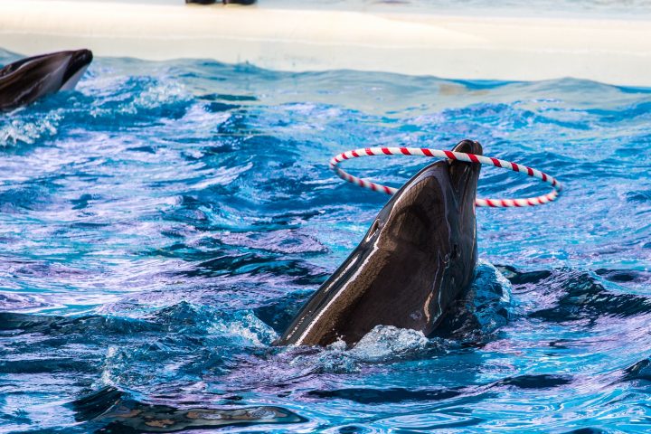 文化/歷史 透過觸摸水族館的生物來了解神奈川！